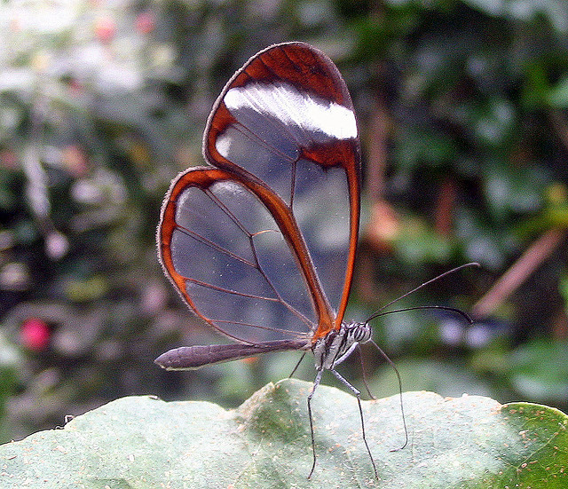     glasswing butterfly 